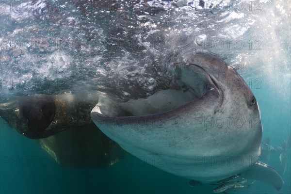 Feeding whale shark