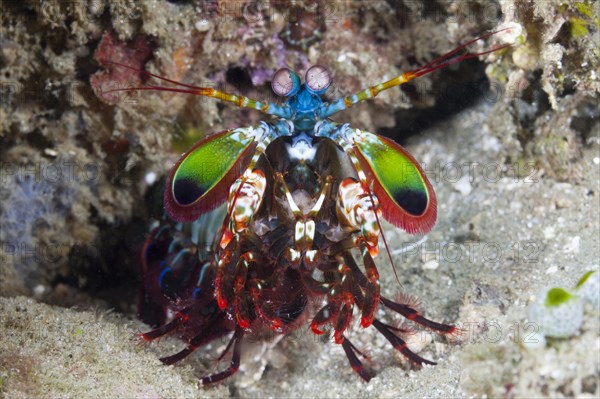 Mantis shrimp