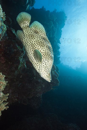 Barramundi Cod