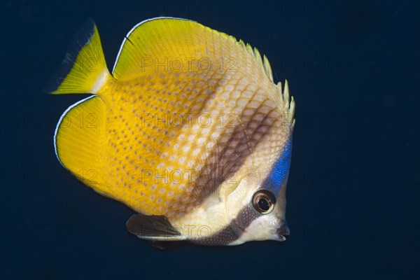 Sunburst Butterflyfish