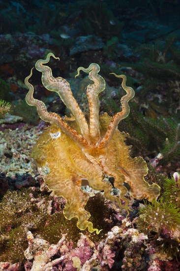 Broad lobe cuttlefish