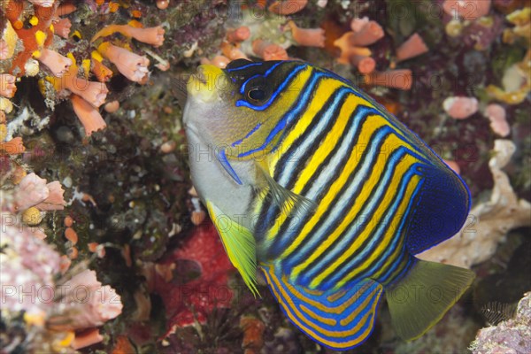 Peacock-eyed angelfish