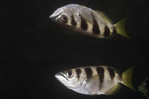 Striped archerfish