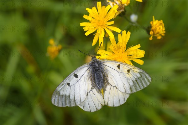 Male Black Apollo