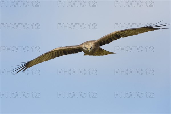 Black kite