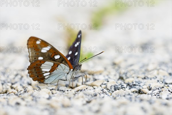 Southern white admiral