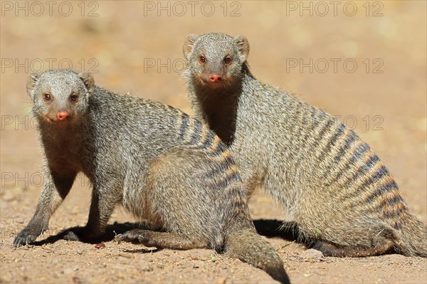 Banded mongoose