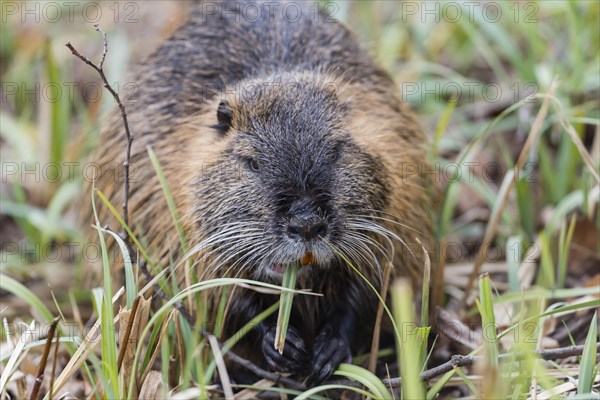 Muskrat