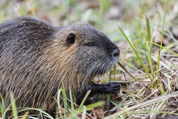 Muskrat