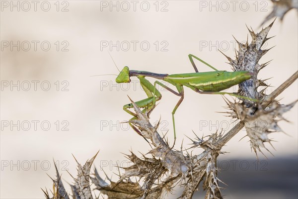 Mediterranean praying mantis