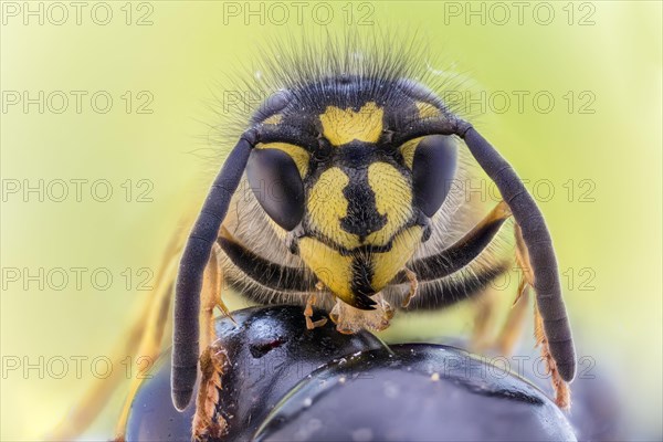 Common wasp