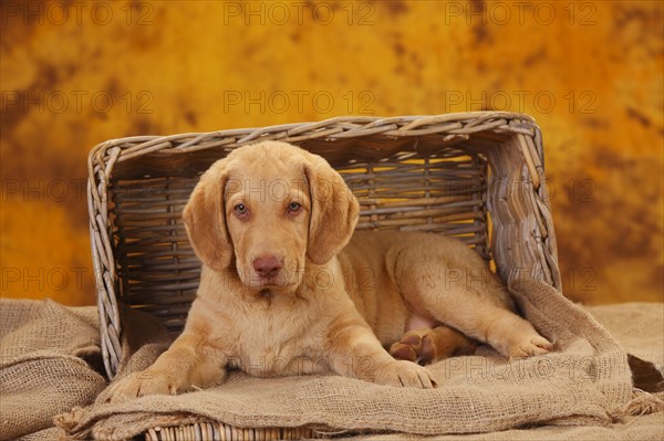 Chesapeake Bay Retriever