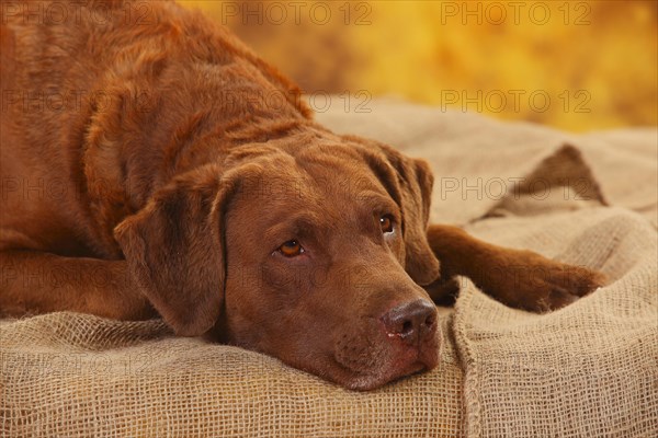 Chesapeake Bay Retriever