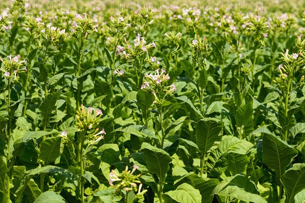 Tobacco field