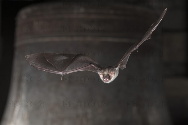 Greater mouse-eared bat