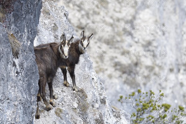 Chamois