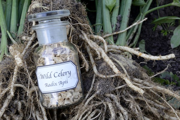 Celery root