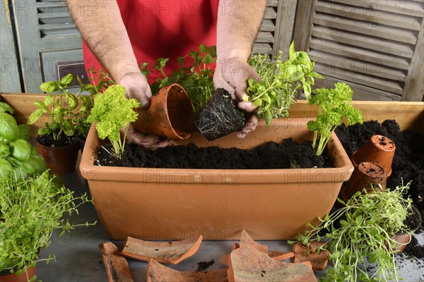 Planting of plant pots with herbs