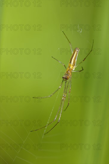 Common streamer spider