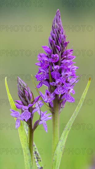 Southern marsh orchid