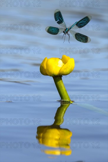 Banded demoiselles