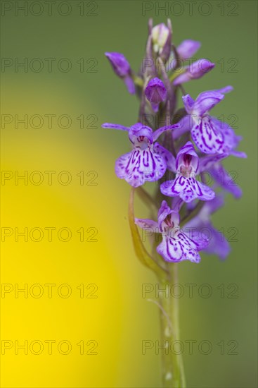 Southern marsh orchid