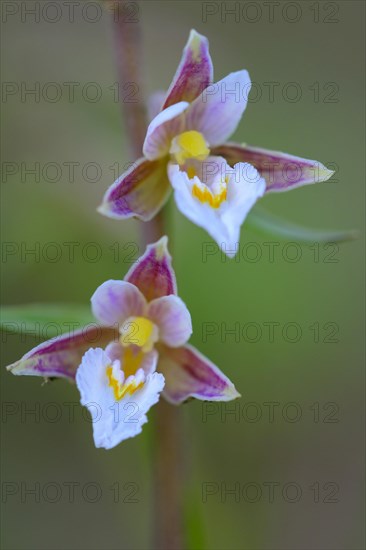 Marsh Helleborine