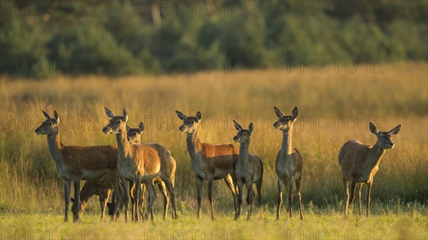 Red deer