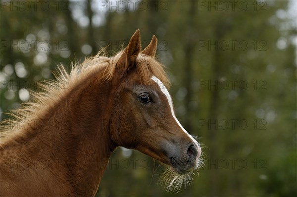 Arabian thoroughbred