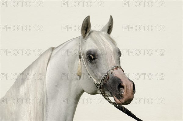 Arabian thoroughbred