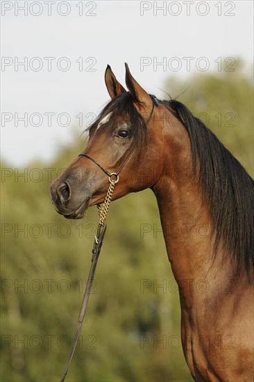 Arabian thoroughbred