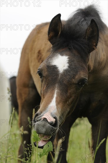 Arabian thoroughbred