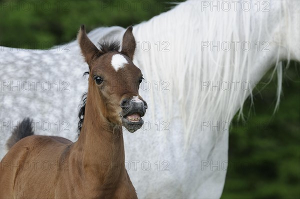 Arabian thoroughbred