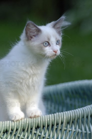 Ragdoll cat