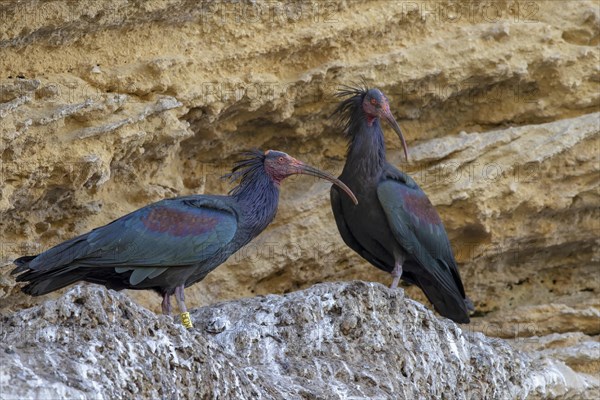 Northern bald ibis