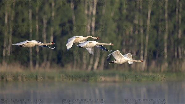 Mute swans