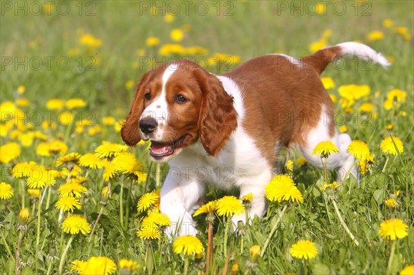 Welsh Springer Spaniel