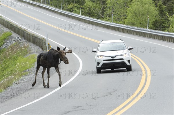 American elk