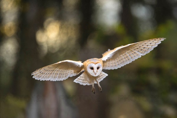 Common barn owl