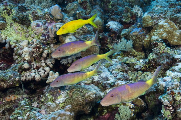 Shoal of Goldspotted Goatfish