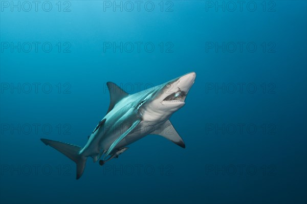 Blacktip Shark