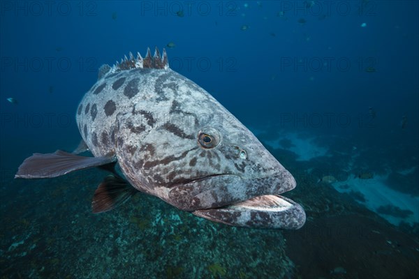 Potato Grouper