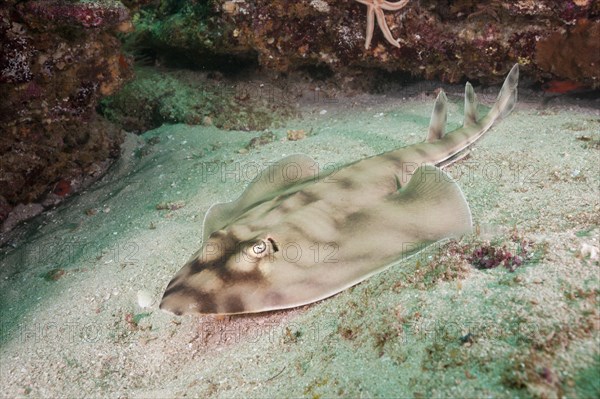 Banded guitarfish