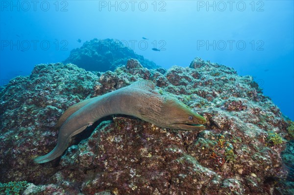 Panamic Green Moray Eel