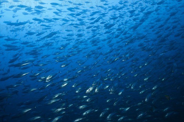 Shoal of Pacific bonito