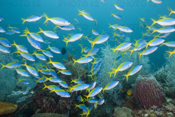 Shoal of yellow-backed fusiliers