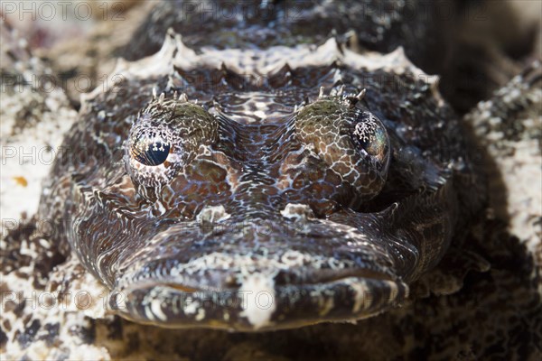 Beaufort's crocodile fish