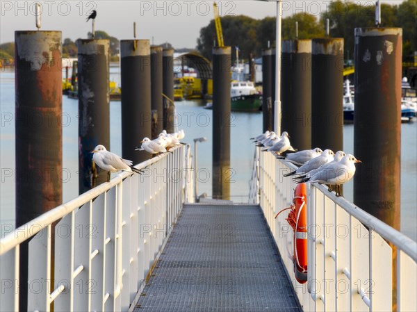 Jetty in Billwerder Bay