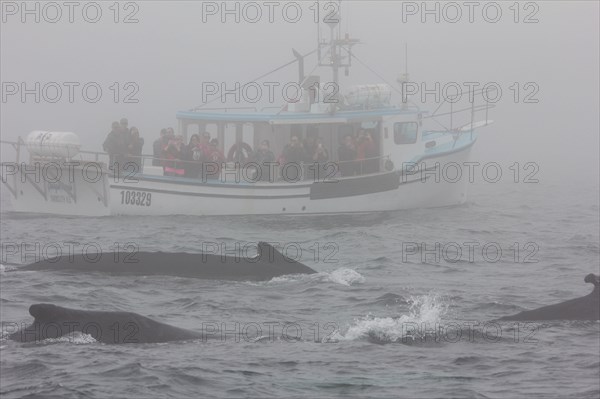 Humpback whale