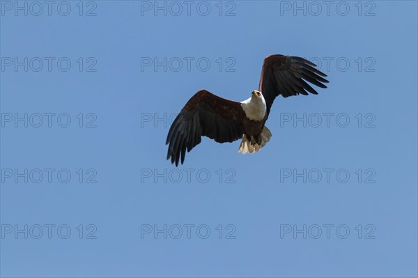 African fish eagle